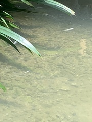 Pseudagrion microcephalum