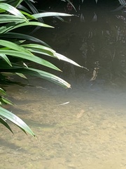 Pseudagrion microcephalum