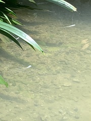 Pseudagrion microcephalum