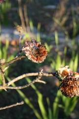 Protea