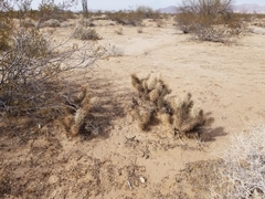 Grusonia kunzei