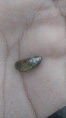 Limnoperna fortunei