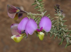 Polygala teretifolia