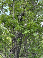 Pisonia flavescens