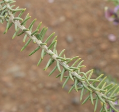 Polygala teretifolia