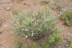 Polygala teretifolia