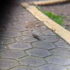 Columbina inca