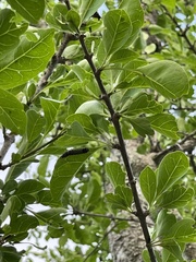 Pisonia flavescens