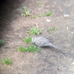 Columbina inca