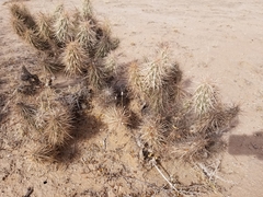 Grusonia kunzei