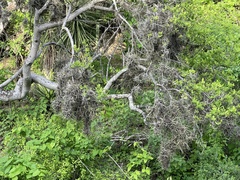 Tillandsia ferrisiana