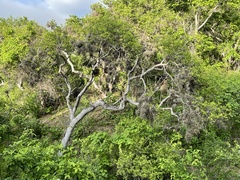 Tillandsia ferrisiana