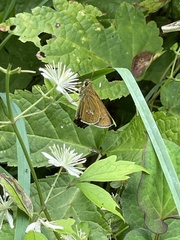 Polytremis pellucida