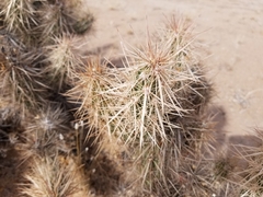 Grusonia kunzei