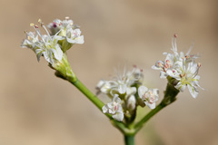 Eriogonum lonchophyllum