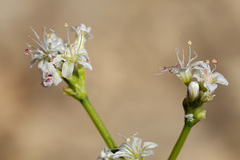 Eriogonum lonchophyllum