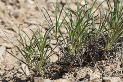 Eriogonum lonchophyllum