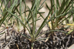 Eriogonum lonchophyllum