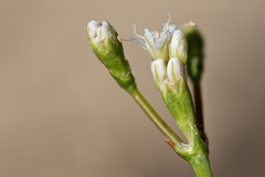 Eriogonum lonchophyllum