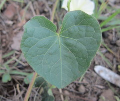 Ipomoea obscura obscura