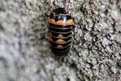 Glomeris pulchra