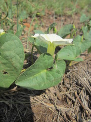 Ipomoea obscura obscura