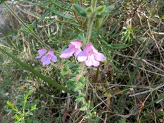Prostanthera densa