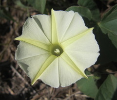 Ipomoea obscura obscura