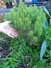 Veronica cupressoides