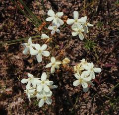 Polycarena gilioides