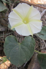 Ipomoea obscura obscura
