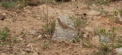 Sitana ponticeriana