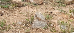 Sitana ponticeriana