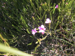 Acmadenia sheilae