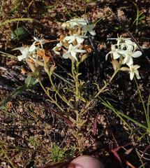Polycarena gilioides