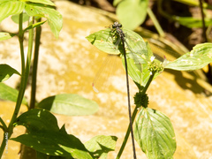 Mecistogaster modesta