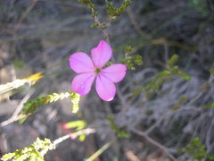 Acmadenia sheilae