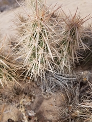 Grusonia kunzei