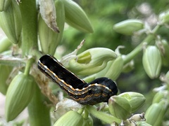Spodoptera cosmioides