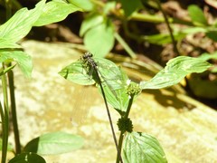 Mecistogaster modesta