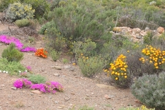 Drosanthemum bicolor