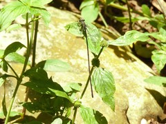 Mecistogaster modesta