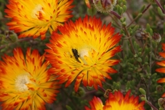 Drosanthemum bicolor