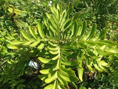 Kalanchoe prolifera