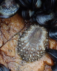 Scutellastra granularis