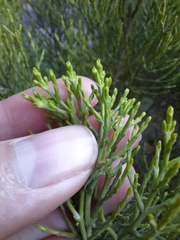 Veronica cupressoides