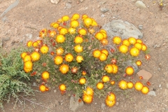 Drosanthemum bicolor
