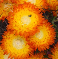 Drosanthemum bicolor