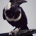 Cuervo de Collar - Photo (c) Charles Lam, algunos derechos reservados (CC BY-SA)