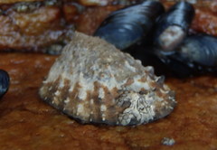 Scutellastra granularis